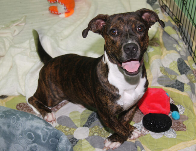 Adopt-a-pet: DJ